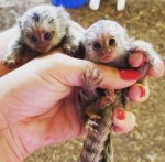 Voľné opice marmoset na adopciu